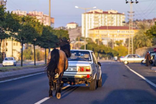 Atı otomobile bağlayarak götürdü