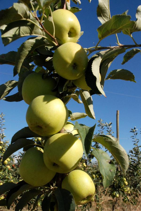 Niğde'de kırmızı elma rekoltesi 415 bin ton