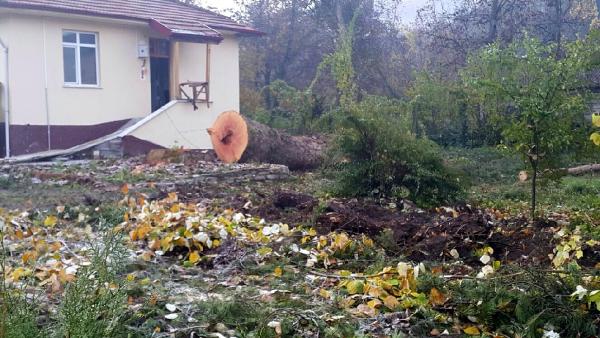 Orman işletme şefliği bahçesindeki çınar ağaçları kesildi