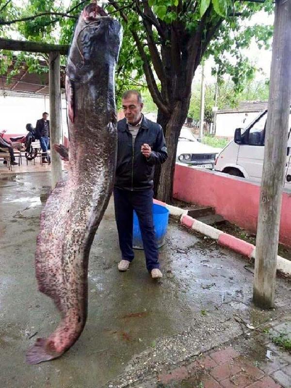 Kelkit Çayı'nda 120 kiloluk yayın yakalandı