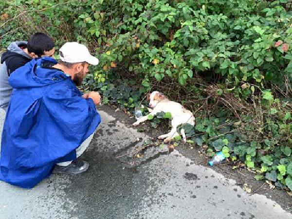 1275 kilometrelik 'Barış Yürüyüşü'ne yaralı köpek molası