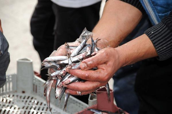 Tokatlı balıkçı, 2 ton hamsiyi ücretsiz dağıttı