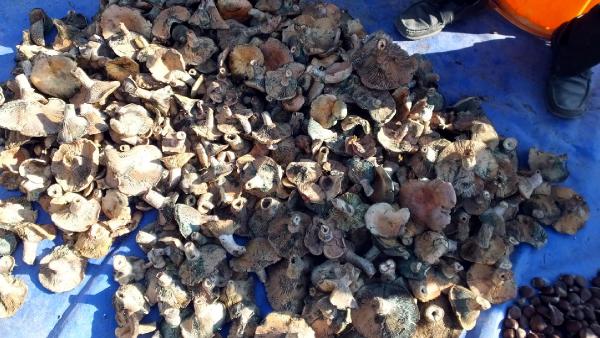 Burhaniye'de Melki mantarı sezonu açıldı