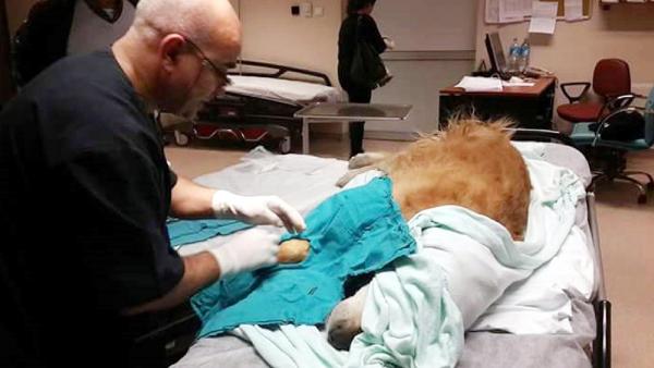 Hastanede ameliyat ettiği köpeğe ötenazi uygulayan doktora suç duyurusu