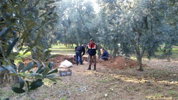 Zeytinlikte Roma dönemine ait lahit bulundu