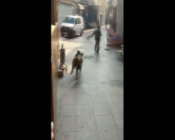 Beykoz'da domuz paniği 2