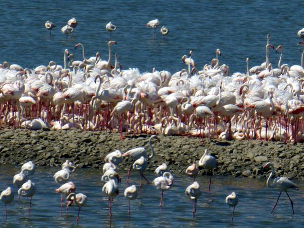 Flamingo cenneti