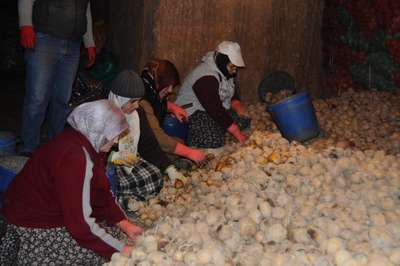 Nevşehir Ziraat Odası Başkanı: 'Patates fiyatlarında spekülatif artış olmaz'