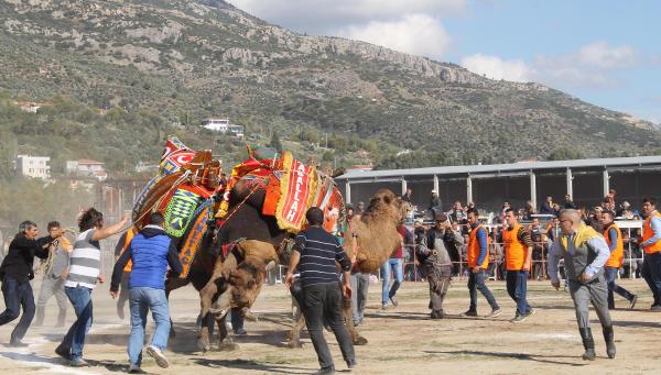 Söke'de deve güreşlerine yoğun ilgi