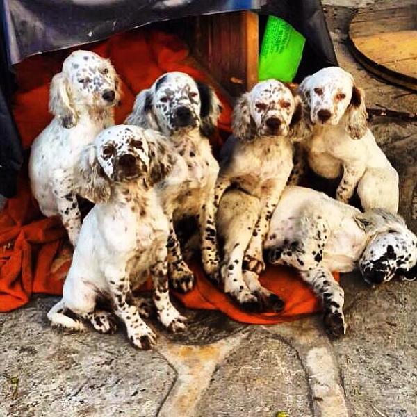Yavru köpekler annesiz kaldı