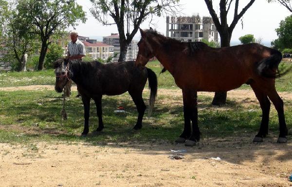 5 bin lira maaşlı çobanın yakaladığı atlar satışa çıkarıldı