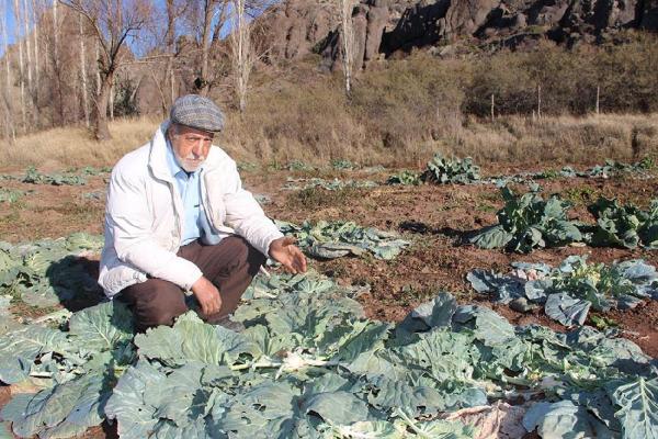 Tarladaki lahanaları çaldılar