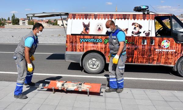 Kocasinan Belediyesi’nden sokak hayvanları için özel ekip