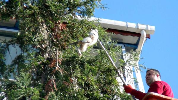 Ağaçta mahsur kalan kedi kurtarıldı