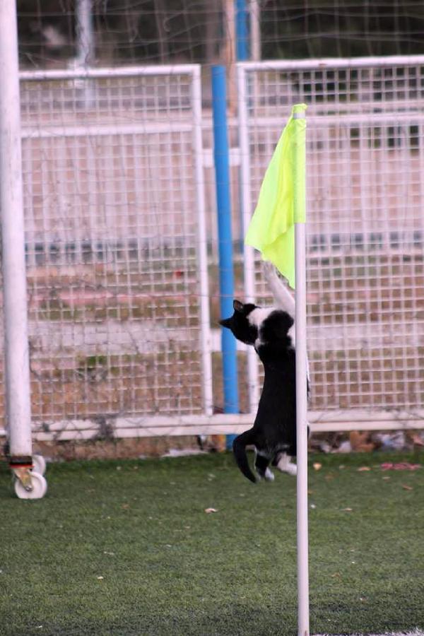 Sahada kedi var