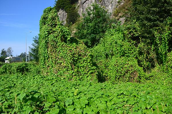 Doğu Karadeniz'de istilacı ‘İtdolanbacı’ bitkisi ile mücadele