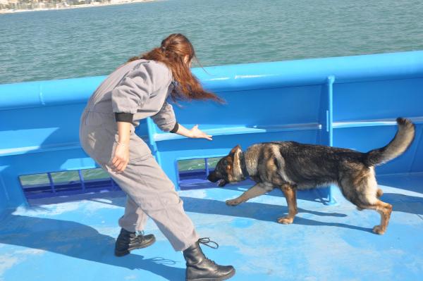 Dedektör köpekler Kuşadası'nda eğitimde