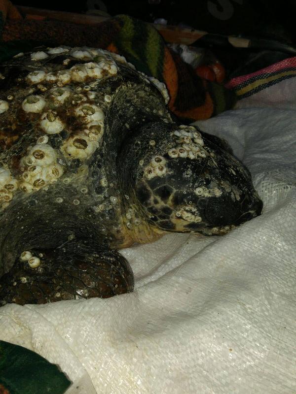 Didim'de yaralı bulunan caretta carettaya tedavi