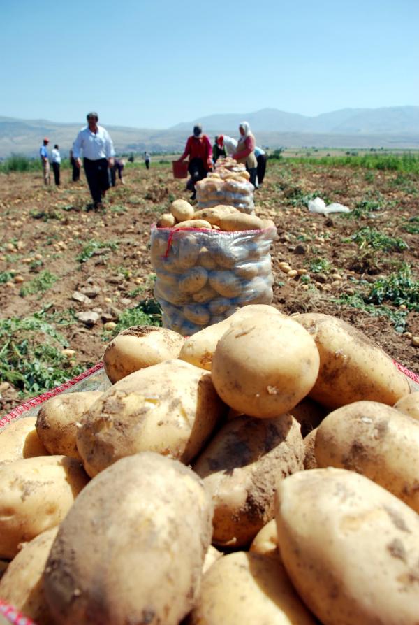 Patates fiyatı düşünce, üretici stok yapmaya başladı