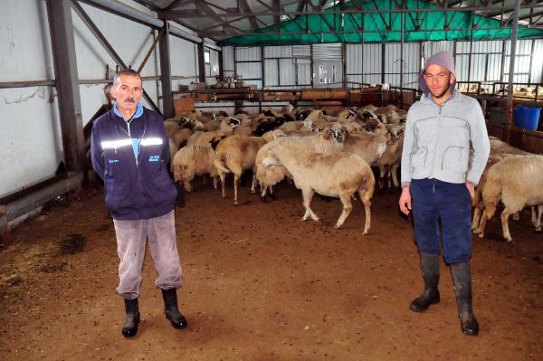 Tokat'a Gürcistan'dan çoban