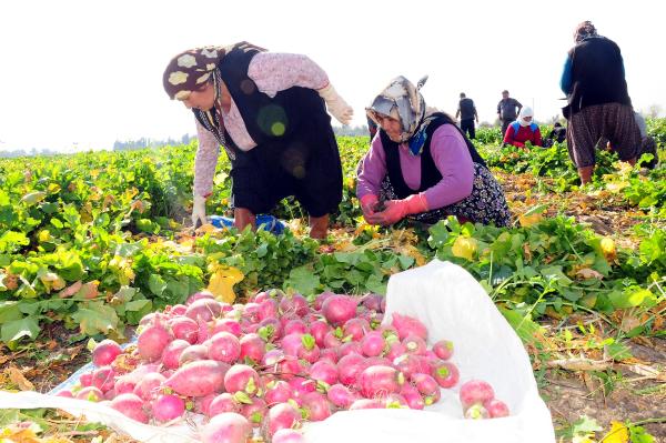 Kadirli'de kırmızı turp hasadı başladı