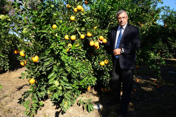 Narenciye üreticisi Rusya krizin bitmesini bekliyor