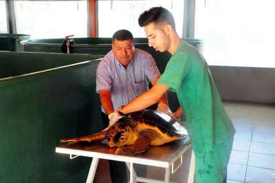 Tedavi edilen 16 deniz kaplumbağası doğal yaşamına bırakıldı