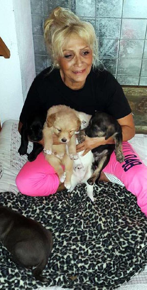Bodrum'da kafeste köpek tartışması