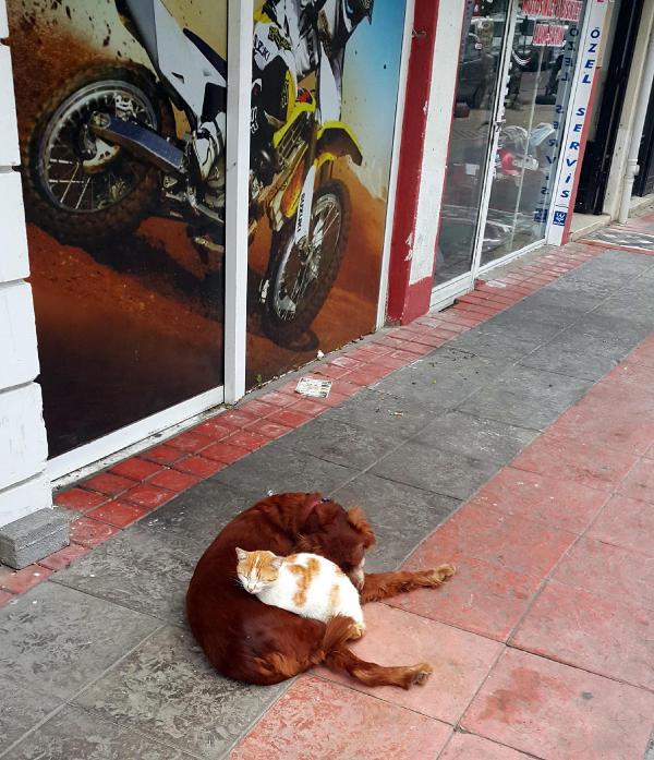 Dostluğun böylesi