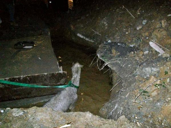 Çukura düşen atı itfaiye kurtardı