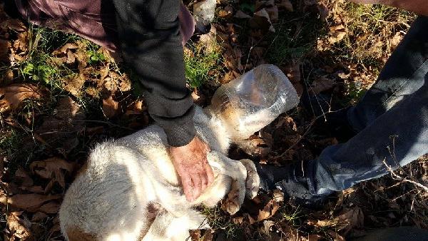 Başı bidona sıkışan köpeği hayvanseverler kurtardı