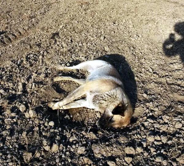 Tarım ilaçlı kıyma ile 8 köpek 4 kediyi telef ettiler