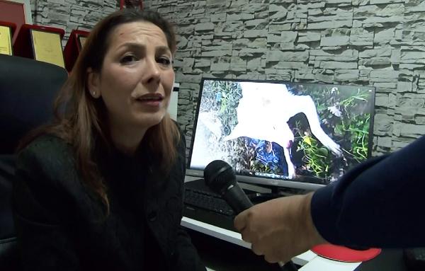 Sakarya'da sokak köpeklerinin öldürülmesine tepki