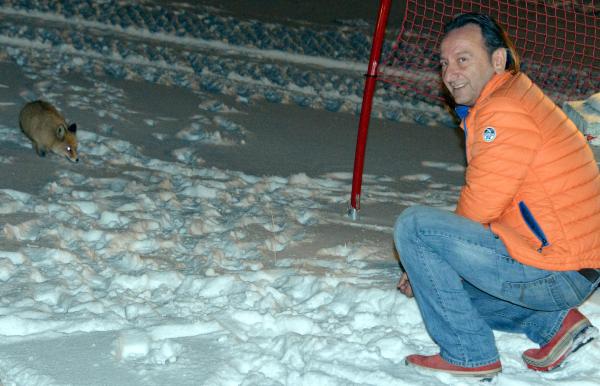 Palandöken'de tilkilerin beslenme saati