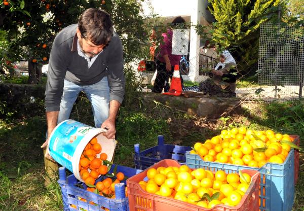 Bodrum mandalinası hasadı başladı