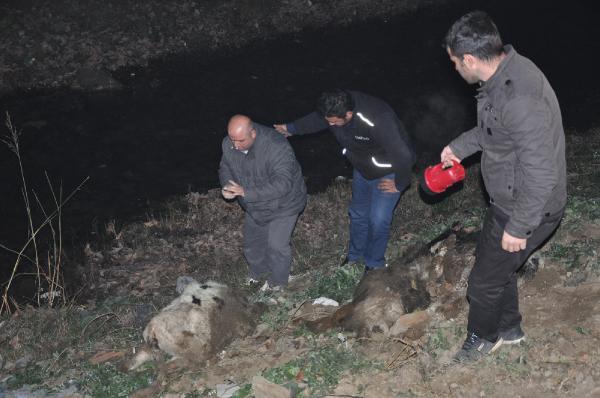 Şap hastalığında telef olan hayvanları dere kenarına attılar
