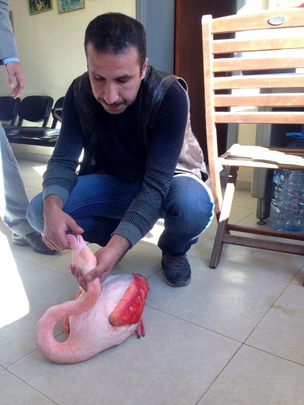 Yaralı flamingo tedaviye alındı