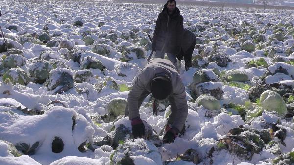 Muş'ta tonlarca lahana kar altında kaldı