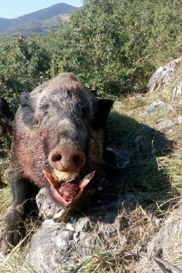 Orhangazi'de 150 kiloluk domuz avlandı