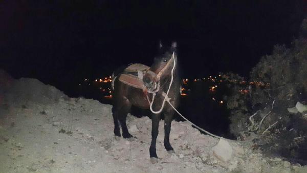 Ölen çiftçinin katırı cesedin başından ayrılmadı