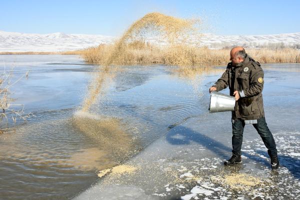 Yaban hayvanları için sazlıklara yem bırakıldı