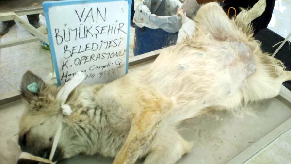 Van'da belediye 550 sokak köpeğini kısırlaştırdı