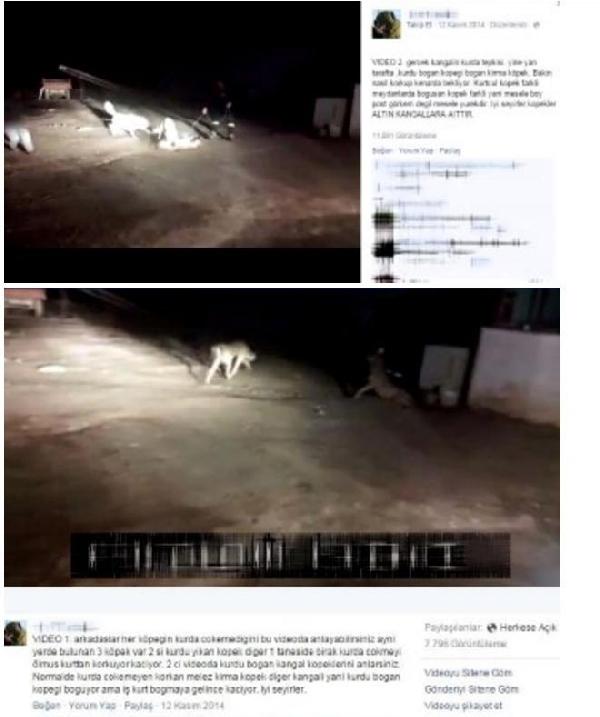 Köpek dövüştüren 2 kişiye 5 bin lira ceza