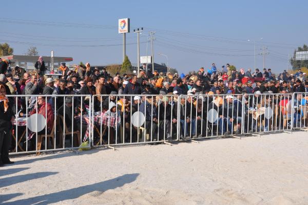 Didim'de deve güreşi festivali
