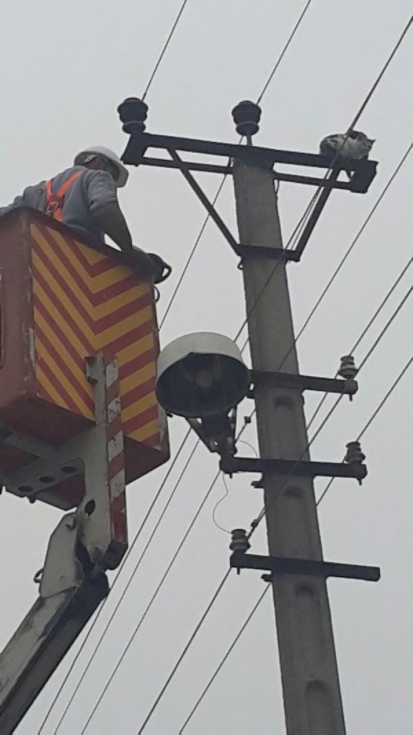 Direkte mahsur kalan kedi güçlükle kurtarıldı