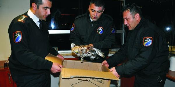 Tellere takılıp yaralanan kızıl şahin kurtarıldı
