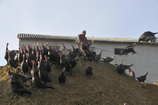 Kandıra'nın ünlü hindisi yılbaşına hazır