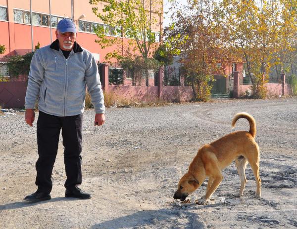 Sokak hayvanları yolunu gözlüyor