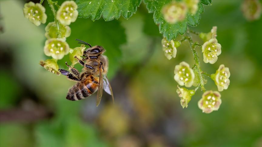 AP'den arıları koruma adımı