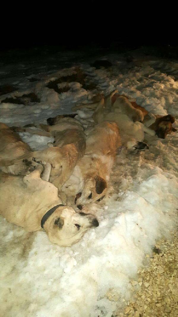 Kastamonu'da 9 köpek ölü olarak bulundu